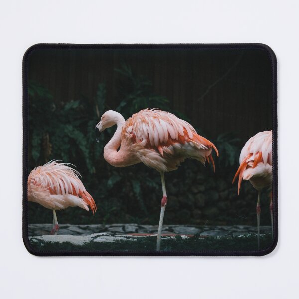 Aperçu de l'œuvre Sommeil d'été : Trois flamants roses faisant la sieste - Snap d'été somnolent pour les créatures paresseuses - Un stand de flamants roses (Flamboyance) créée et vendue par sthNnth.