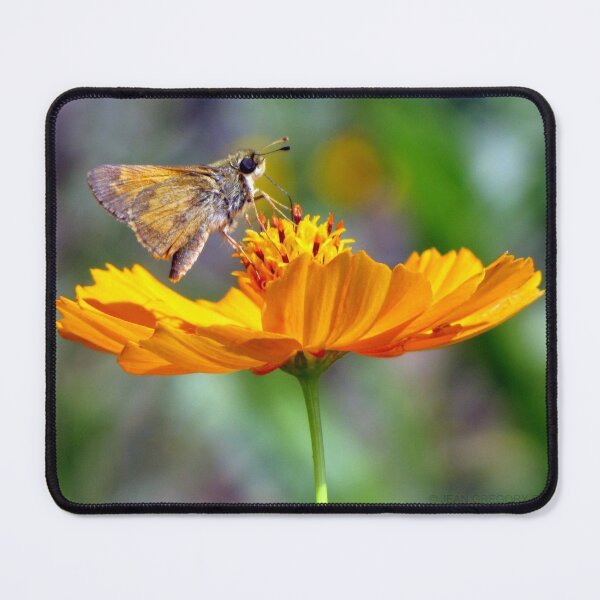 Item preview, The Butterfly and The Spider designed and sold by Jean Gregory Evans.