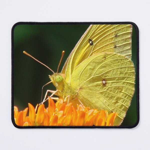 Item preview, Cloudless Sulphur On Butterfly Weed designed and sold by Jean Gregory Evans.