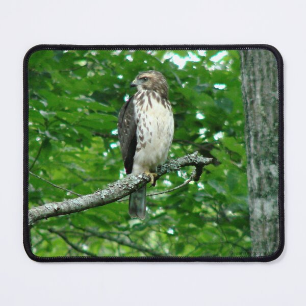 Item preview, Young Red-Tailed Hawk designed and sold by Jean Gregory Evans.