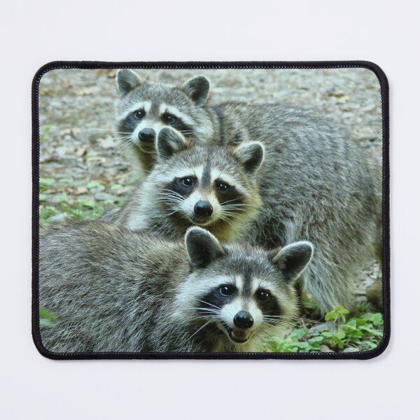 Item preview, Three Raccoon designed and sold by Jean Gregory Evans.