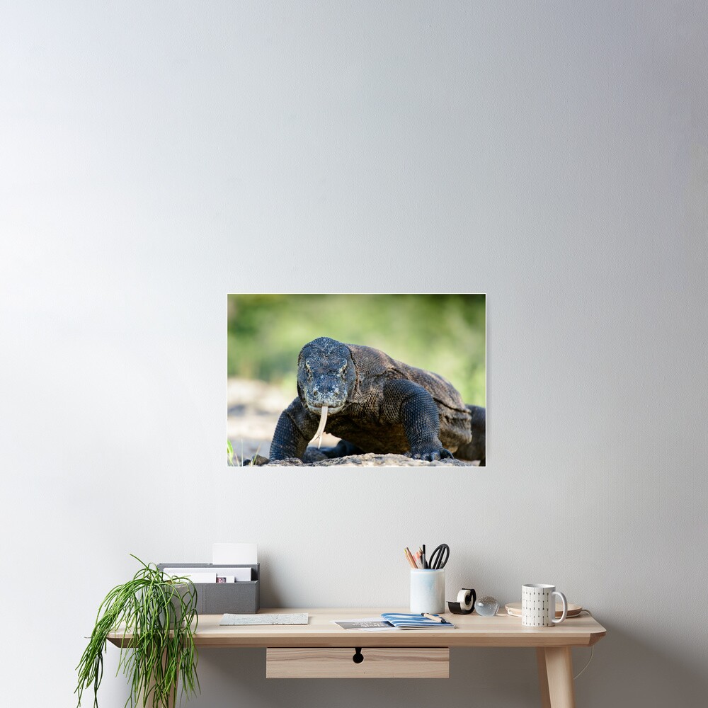Komodo Dragon Poster