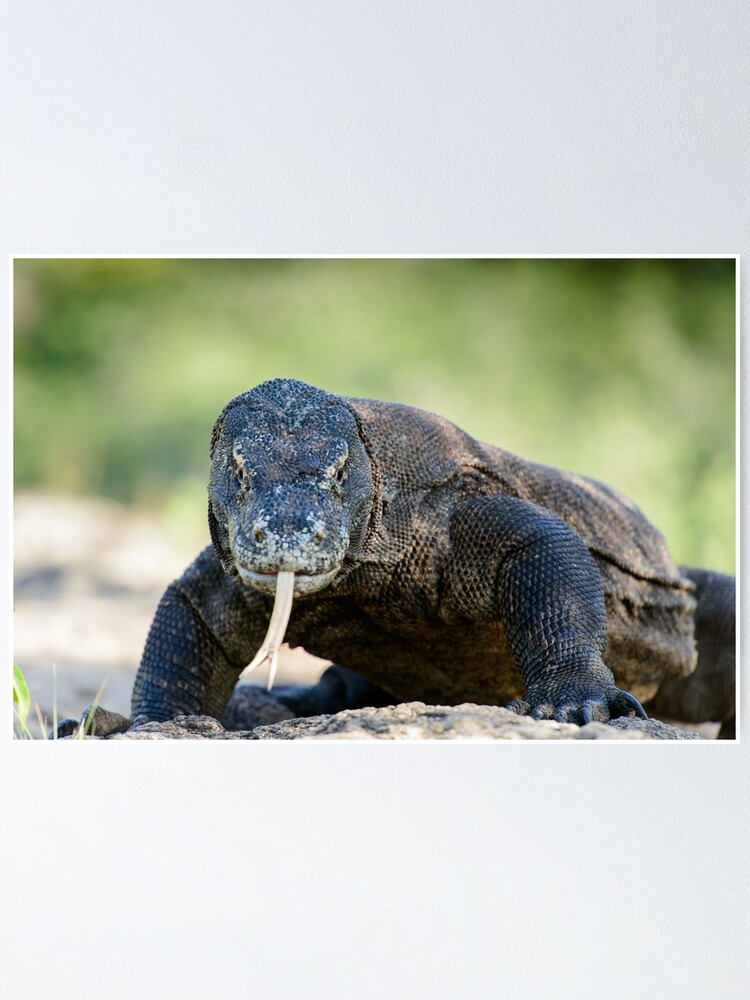 Alternate view of Komodo Dragon Poster
