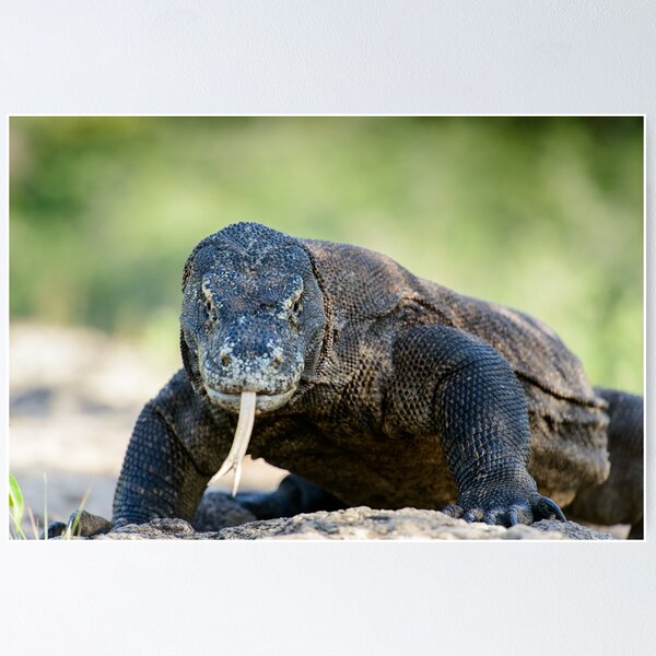 Item preview, Komodo Dragon designed and sold by Brad F.