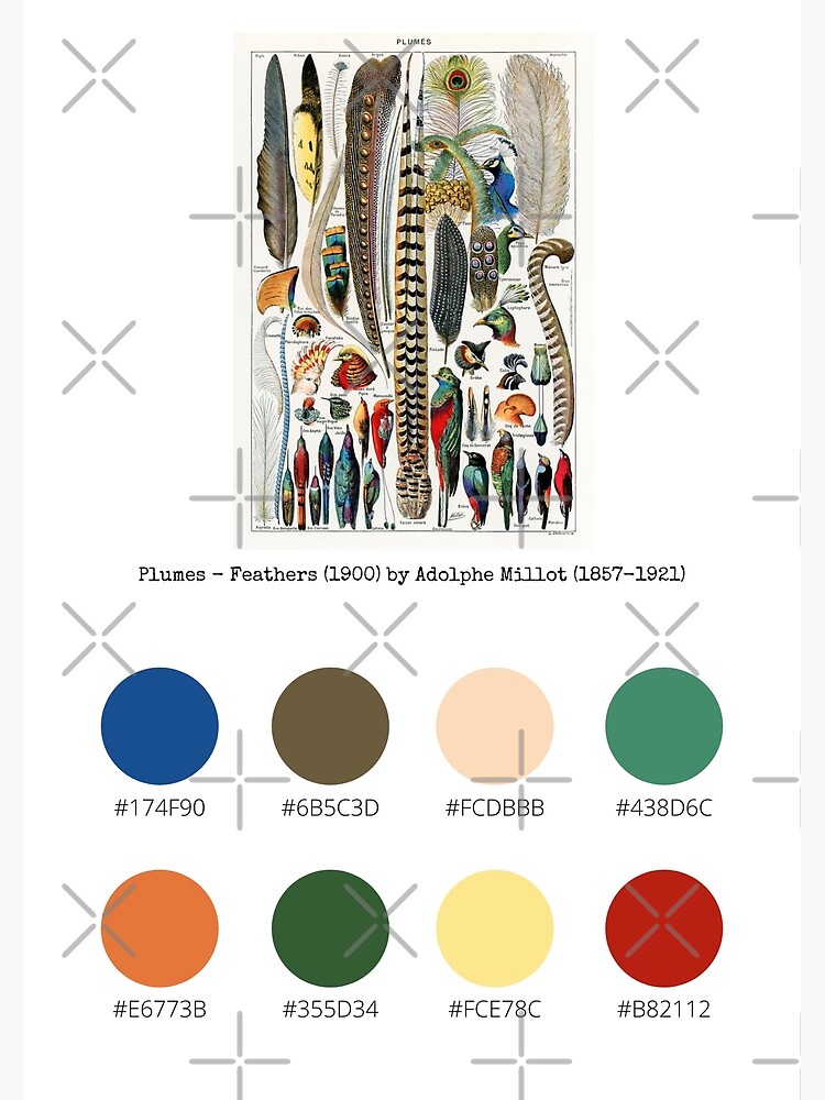 Colour Palette of Plumes - Feathers (1900) by Adolphe Millot (1857-1921) |  Poster