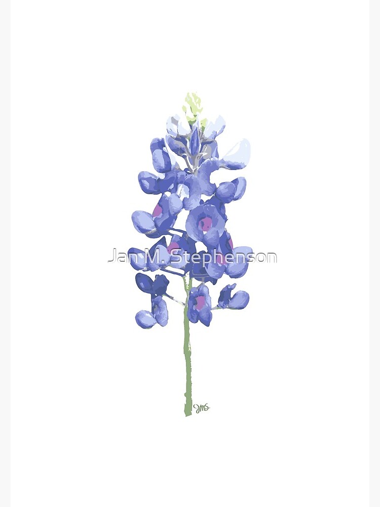 Bluebonnet Flower by janmstephenson