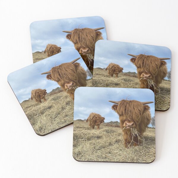 Item preview, Scottish Highland Cattle Calves 2833 designed and sold by SaarelaHighland.