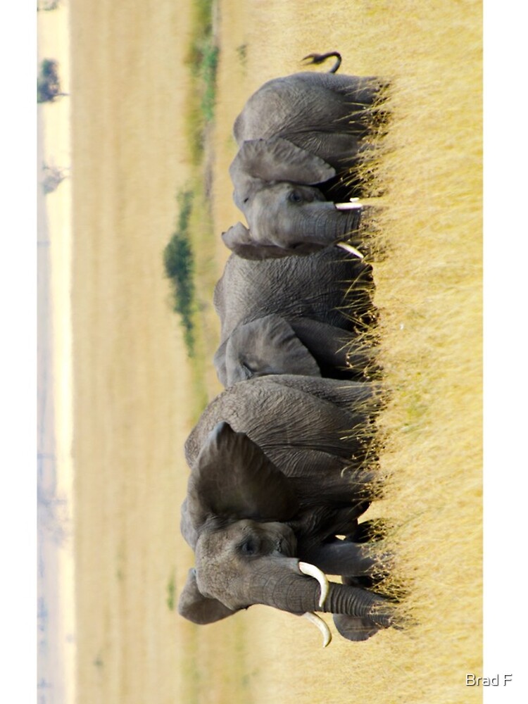 The Herd - Masai Mara by bfra