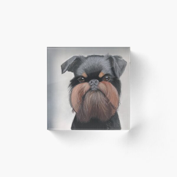 Belgian griffon portrait Acrylic Block