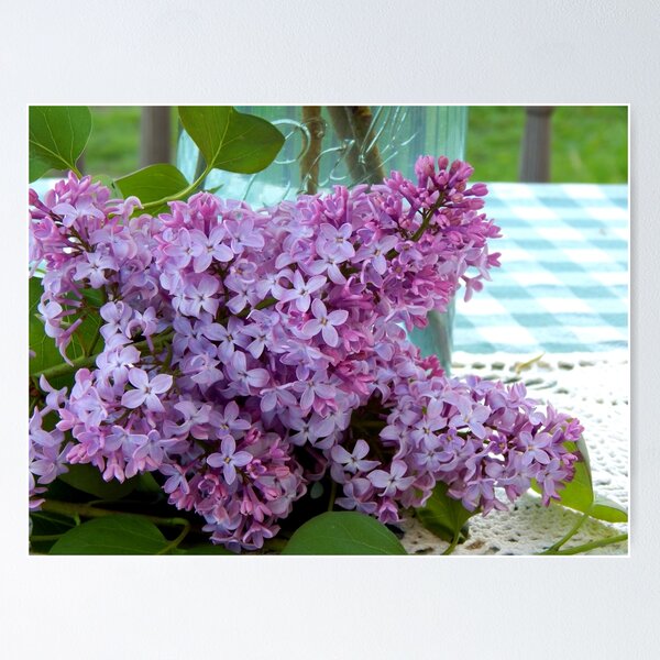Purple Morning Poster