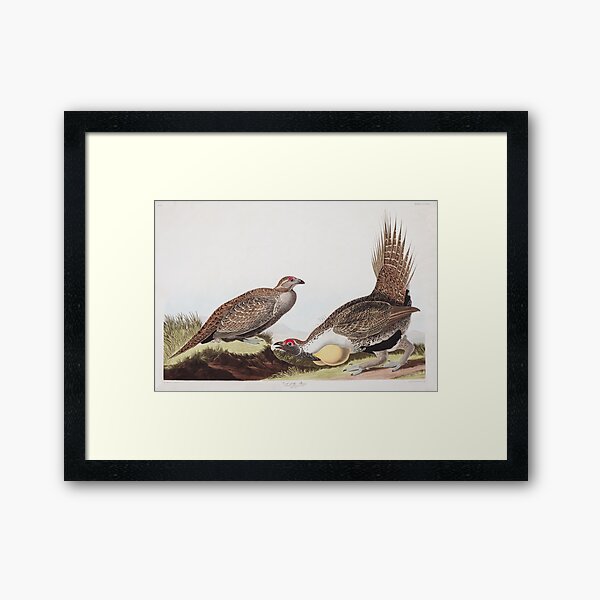 Greater Sage-Grouse - John James Audubon Framed Art Print