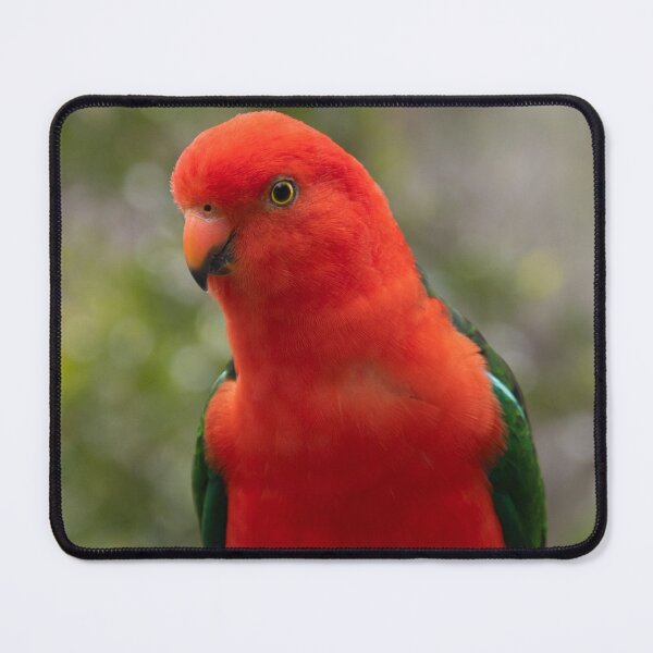 Item preview, King Parrot, Australian native bird designed and sold by Teniche.