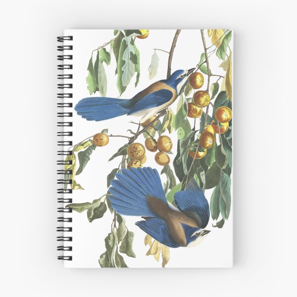 Item preview, Florida Scrub Jay - John James Audubon designed and sold by billythekidtees.