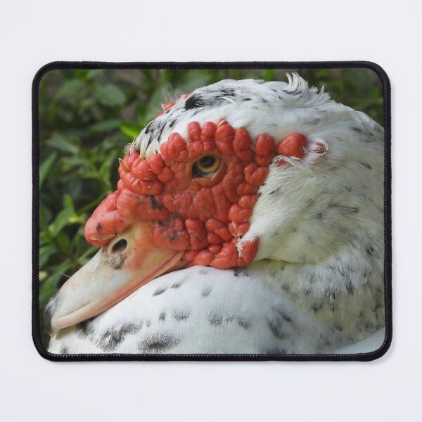 Item preview, Muscovy Duck #0001 designed and sold by Jeffrey Mask.