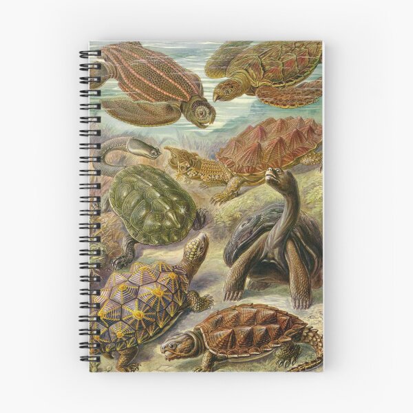 Item preview, Chelonia - Ernst Haeckel designed and sold by billythekidtees.
