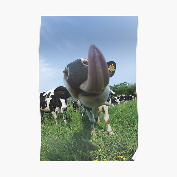 Cow Kiss Face Poster