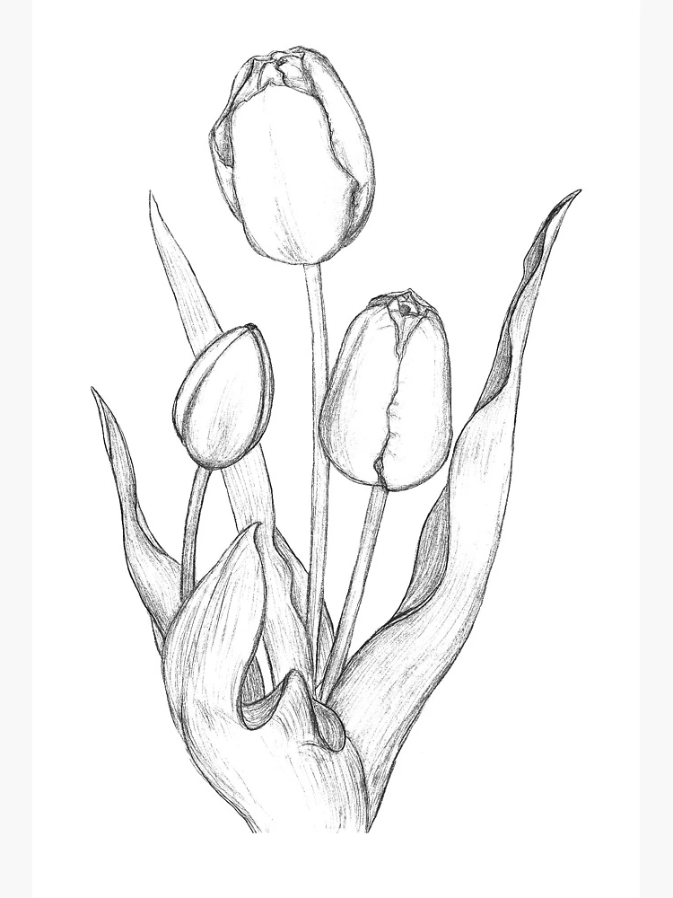 Spring Flower Tulips On White Background Line Engraving Drawing Style  Realistic Botanical Nature Floral Sketch Pattern For Wedding Greeting Art  Decoration Design Stock Illustration - Download Image Now - iStock