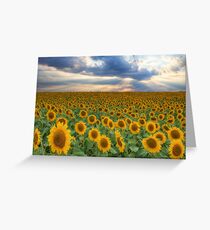 Texas Wildflower Images - Sunflower Fields of Summer 7 Greeting Card