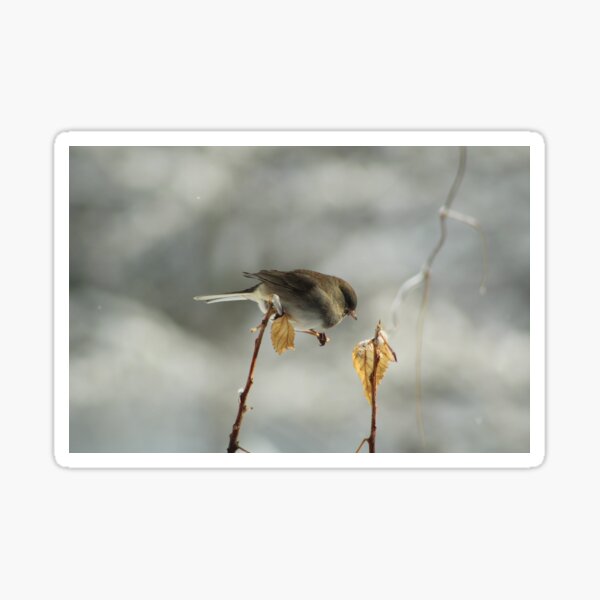 Wild Bird (Junco) on Winter Branch Sticker