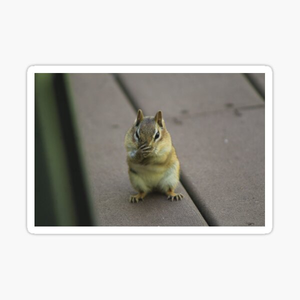 Eastern Chipmunk With Little Paws Sticker