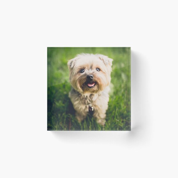Item preview, Cute Dog designed and sold by cabgodfrey.