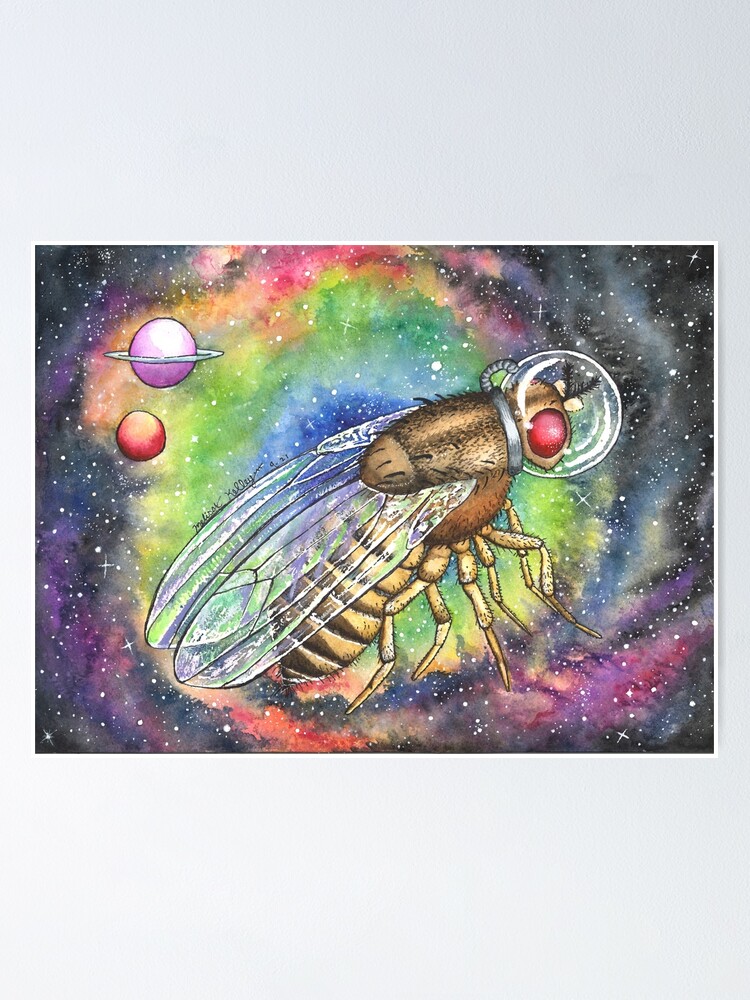"Drosophila Fruit Fly in Space (6 in series)" Poster for Sale by