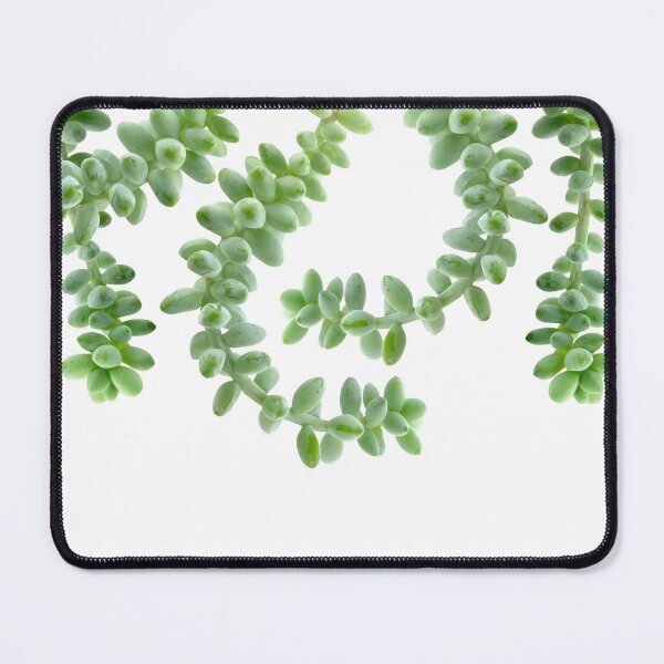 Item preview, Hanging Succulents - Burro's Tail Succulents - Green House Plants designed and sold by TurningMoss.