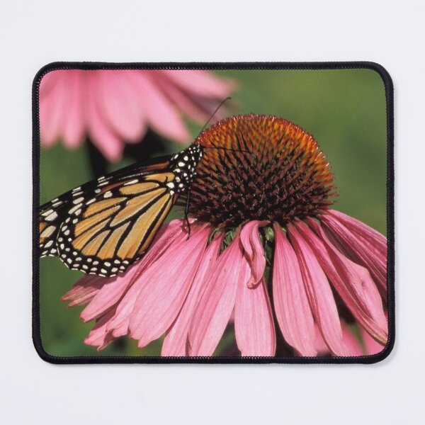 Item preview, Monarch on Echinacea designed and sold by Bill Spengler's Photographic Thoughts.