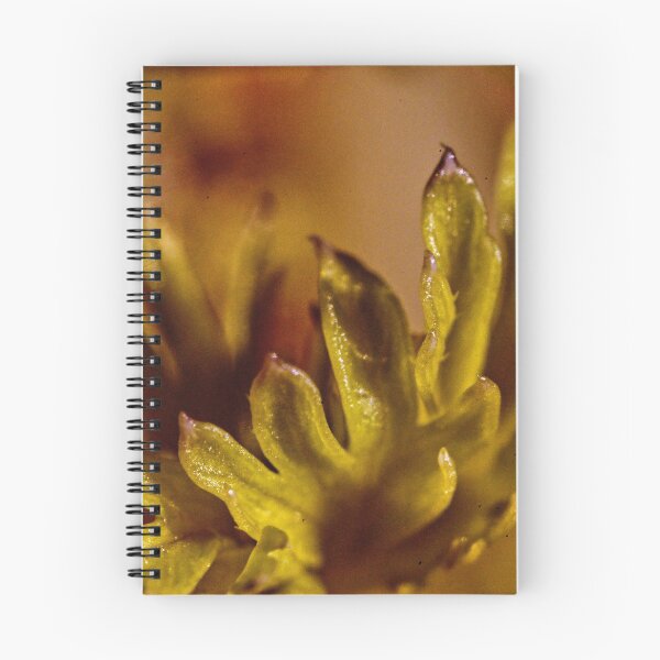 Item preview, macro carrot bloom designed and sold by Ozzy Fotografy.