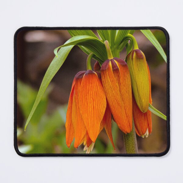 Item preview, Orange Floral Bulbs Macro Photography designed and sold by lesrubadesigns.