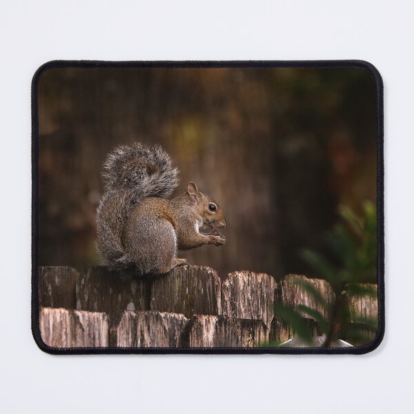 Item preview, Squirrel on Fence with Nut designed and sold by KbytesOfJax Outdoor and Nature.