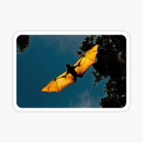 Item preview, Night Flying Bat - Ein australischer grauköpfiger Flying Fox designed and sold by VampyreZen.