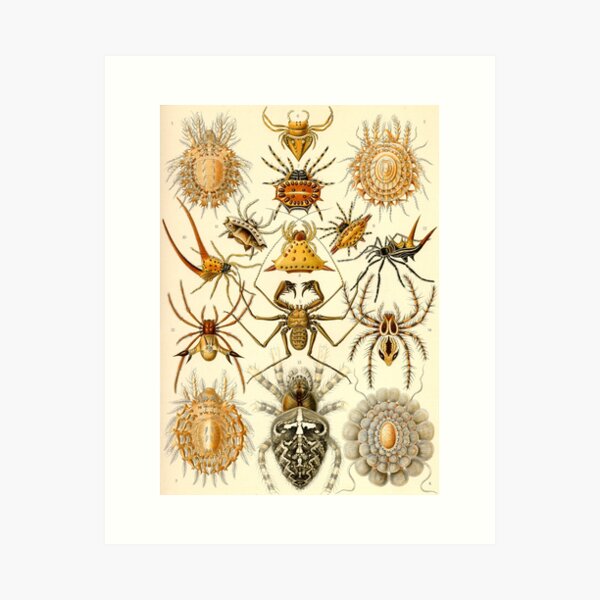 Item preview, Arachnids - Ernst Haeckel designed and sold by billythekidtees.