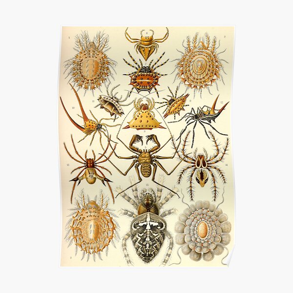 Arachnids - Ernst Haeckel Poster