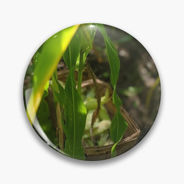 Item preview, Sweet Corn Harvest designed and sold by Jkund19.