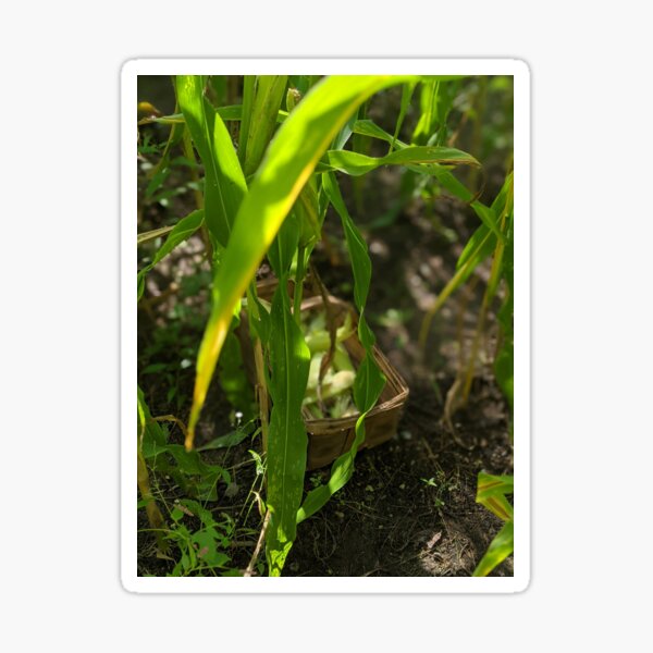 Sweet Corn Harvest Sticker