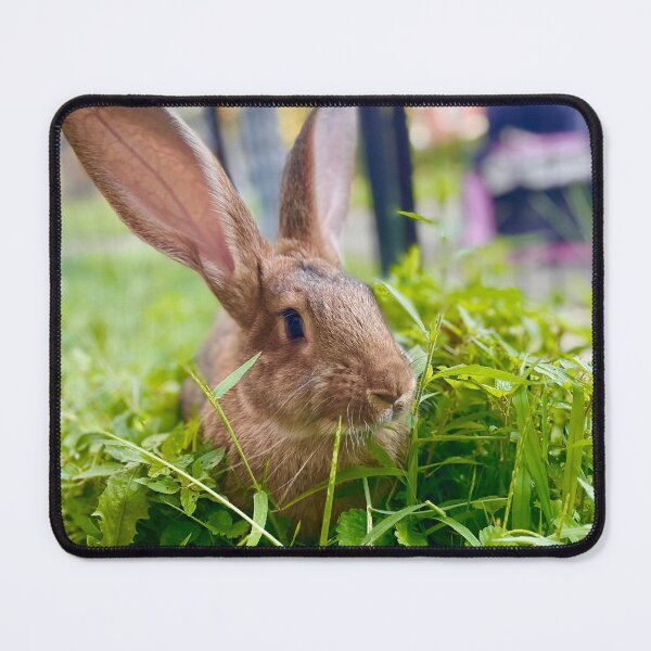 Item preview, Flemish giant designed and sold by Hezzyuk.