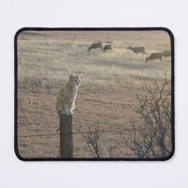Item preview, Guard Cat and Field Deer Photograph designed and sold by Melissa N. Robertson.