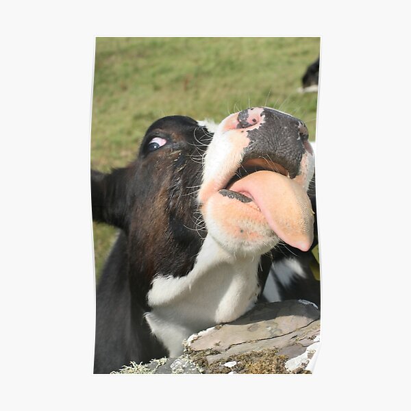 cow Poster