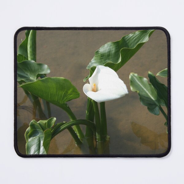 Item preview, Lily growing at Calla Lily Plantation, Taiwan designed and sold by photoslot.