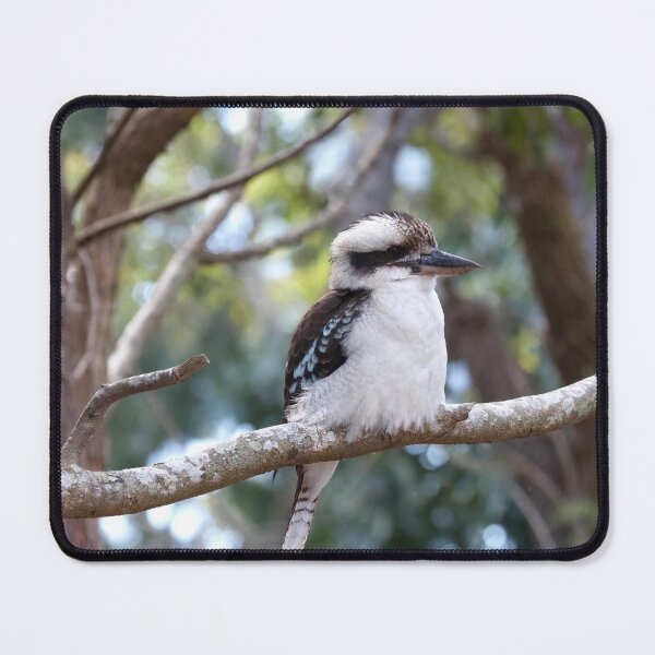 Item preview, Kookaburra sits  designed and sold by MargsNaturePix.