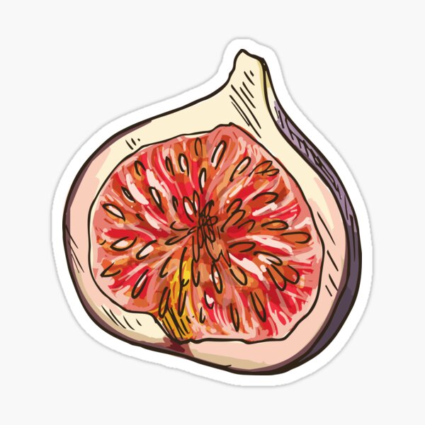 "Figs" Sticker for Sale by Judaica Redbubble