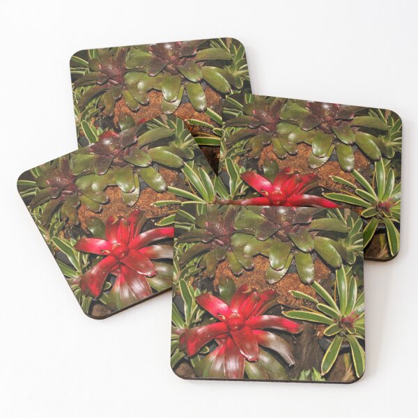 Item preview, Beautiful bromeliads designed and sold by FranWest.