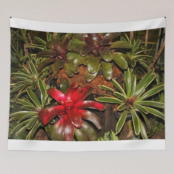 Item preview, Beautiful bromeliads designed and sold by FranWest.