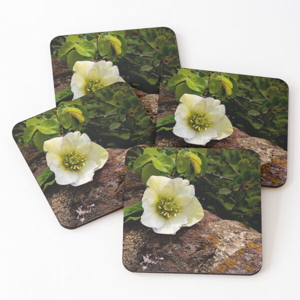Item preview, Old City Cemetery Lenten Rose designed and sold by nbrandsberg.