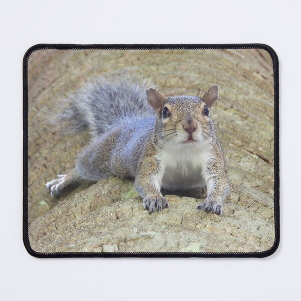 Item preview, Cute Squirrel #0006 designed and sold by Jeffrey Mask.
