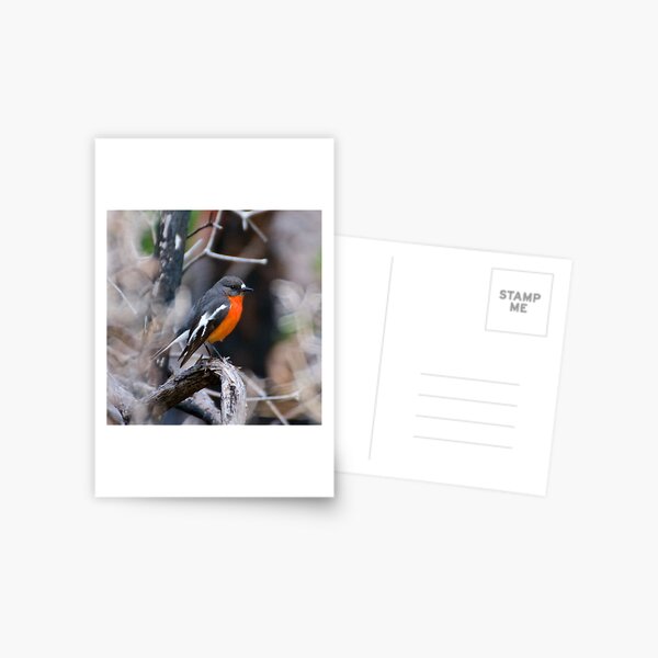ROBIN ~ Flame Robin SjTwbb4F by David Irwin Postcard