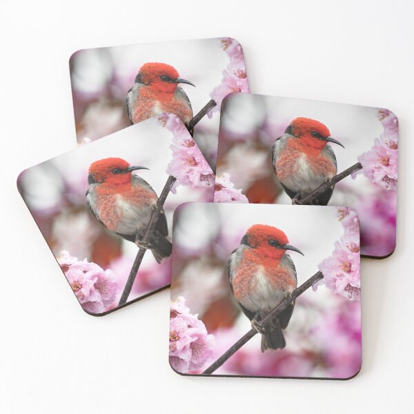 Item preview, Scarlet Honeyeater in Cherry Blossom designed and sold by RAFImages.