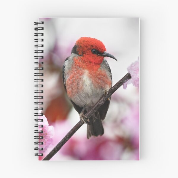 Item preview, Scarlet Honeyeater in Cherry Blossom designed and sold by RAFImages.
