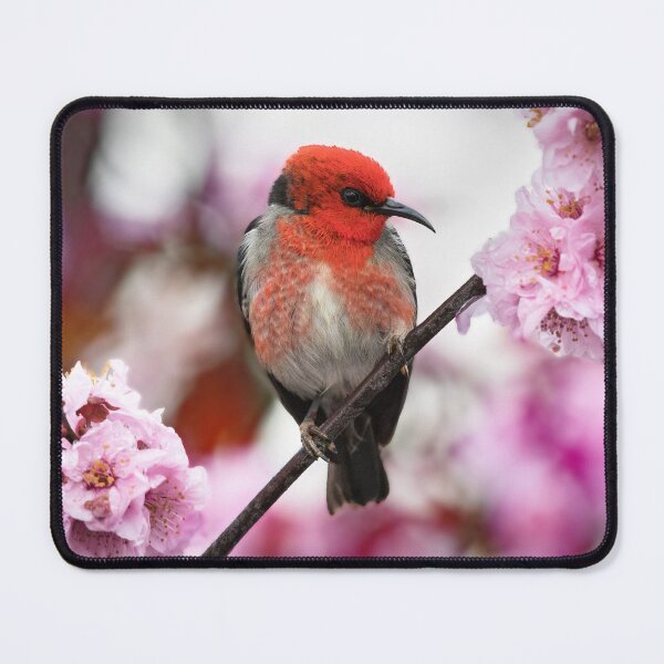 Item preview, Scarlet Honeyeater in Cherry Blossom designed and sold by RAFImages.
